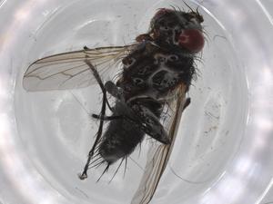  ( - BIOUG68221-B02)  @11 [ ] CreativeCommons - Attribution (2021) Centre for Biodiversity Genomics Centre for Biodiversity Genomics