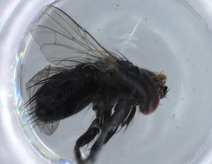  ( - BIOUG68401-A03)  @11 [ ] CreativeCommons - Attribution (2021) Centre for Biodiversity Genomics Centre for Biodiversity Genomics