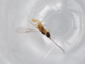  ( - BIOUG70045-H10)  @11 [ ] CreativeCommons - Attribution (2021) Centre for Biodiversity Genomics Centre for Biodiversity Genomics