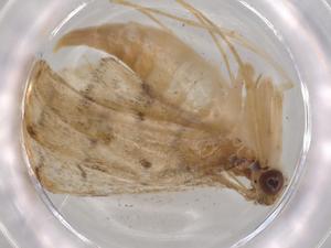  ( - BIOUG70146-G09)  @11 [ ] CreativeCommons - Attribution (2021) Centre for Biodiversity Genomics Centre for Biodiversity Genomics