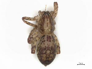  ( - CBG-A58603-H08)  @11 [ ] CreativeCommons - Attribution Share Alike (2024) CBG Photography Group Centre for Biodiversity Genomics