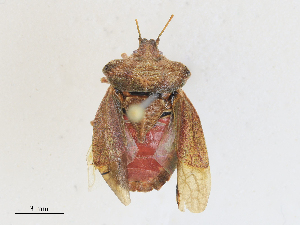  ( - CBG-A25956-E03)  @11 [ ] CreativeCommons - Attribution Share - Alike (2024) CBG Photography Group Centre for Biodiversity Genomics