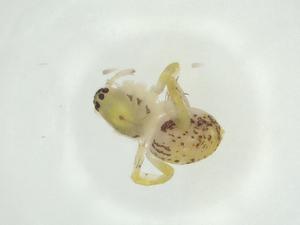  ( - CBG-A28314-E06)  @11 [ ] CreativeCommons - Attribution Share - Alike (2024) Centre for Biodiversity Genomics Centre for Biodiversity Genomics