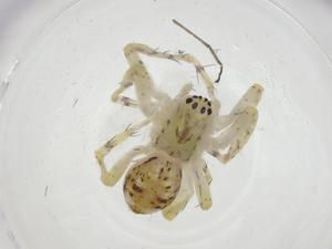  ( - CBG-A28344-G01)  @11 [ ] CreativeCommons - Attribution Share - Alike (2024) Centre for Biodiversity Genomics Centre for Biodiversity Genomics