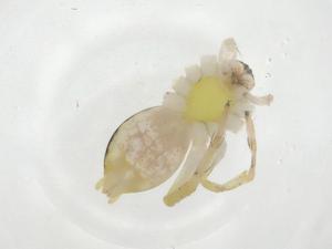  ( - CBG-A28357-G01)  @11 [ ] CreativeCommons - Attribution Share - Alike (2024) Centre for Biodiversity Genomics Centre for Biodiversity Genomics