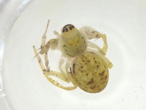  ( - CBG-A28359-B12)  @11 [ ] CreativeCommons - Attribution Share - Alike (2024) Centre for Biodiversity Genomics Centre for Biodiversity Genomics