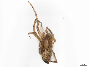  ( - CBG-A28477-H10)  @11 [ ] CreativeCommons - Attribution Share-Alike (2024) CBG Photography Group Centre for Biodiversity Genomics