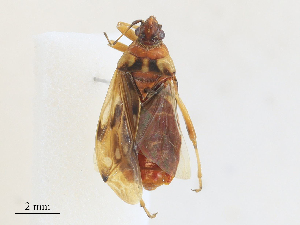  (Idiostolidae - CBG-A28478-C02)  @11 [ ] CreativeCommons - Attribution Share - Alike (2024) CBG Photography Group Centre for Biodiversity Genomics