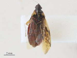  ( - CBG-A28480-B09)  @11 [ ] CreativeCommons - Attribution Share - Alike (2024) CBG Photography Group Centre for Biodiversity Genomics