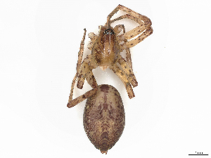  ( - CBG-A41894-H10)  @11 [ ] CreativeCommons - Attribution Share-Alike (2024) CBG Photography Group Centre for Biodiversity Genomics
