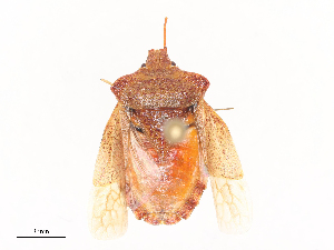  ( - CBG-A41896-F09)  @11 [ ] CreativeCommons - Attribution Share - Alike (2024) CBG Photography Group Centre for Biodiversity Genomics