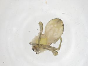  ( - CBG-A42453-A02)  @11 [ ] CreativeCommons - Attribution Share - Alike (2024) Centre for Biodiversity Genomics Centre for Biodiversity Genomics