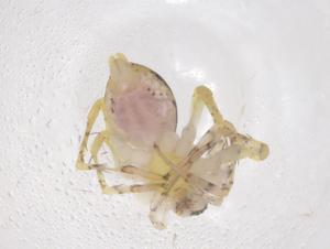  ( - CBG-A42460-G11)  @11 [ ] CreativeCommons - Attribution Share - Alike (2024) Centre for Biodiversity Genomics Centre for Biodiversity Genomics