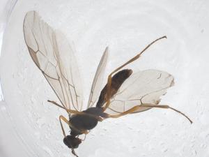  ( - CBG-A42482-C12)  @11 [ ] CreativeCommons - Attribution Share - Alike (2024) Centre for Biodiversity Genomics Centre for Biodiversity Genomics