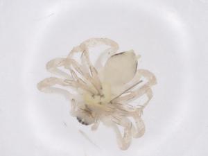  ( - CBG-A42793-F08)  @11 [ ] CreativeCommons - Attribution Share - Alike (2024) Centre for Biodiversity Genomics Centre for Biodiversity Genomics