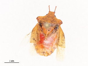  ( - CBG-A44338-F04)  @11 [ ] CreativeCommons - Attribution Share - Alike (2024) CBG Photography Group Centre for Biodiversity Genomics