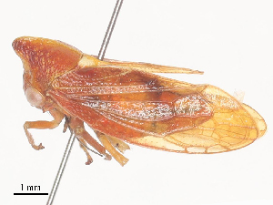  (Melizoderidae - CBG-A44339-E08)  @11 [ ] CreativeCommons - Attribution Share - Alike (2024) CBG Photography Group Centre for Biodiversity Genomics