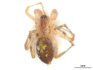  ( - CBG-A51971-H06)  @11 [ ] CreativeCommons - Attribution Share Alike (2024) CBG Photography Group Centre for Biodiversity Genomics