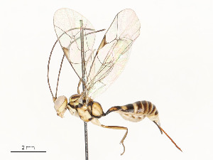 (Claseinae - CBG-A54487-F01)  @11 [ ] CreativeCommons - Attribution Share - Alike (2025) CBG Photography Group Centre for Biodiversity Genomics