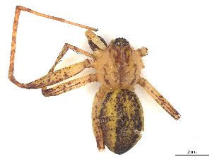  ( - CBG-A58605-G01)  @11 [ ] CreativeCommons - Attribution Share Alike (2024) CBG Photography Group Centre for Biodiversity Genomics