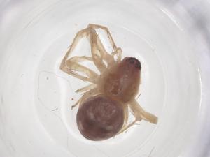  ( - CBG-A65612-H05)  @11 [ ] CreativeCommons - Attribution Share - Alike (2025) Centre for Biodiversity Genomics Centre for Biodiversity Genomics