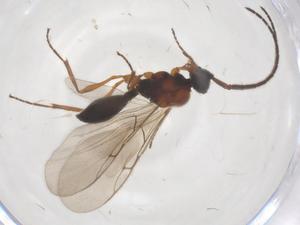  (Bilira - CBG-B10940-B02)  @11 [ ] CreativeCommons - Attribution Share - Alike (2025) Centre for Biodiversity Genomics Centre for Biodiversity Genomics