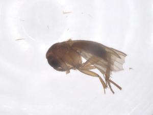  (Helina nigrimana - CBG-B11050-A02)  @11 [ ] CreativeCommons - Attribution Share - Alike (2025) Centre for Biodiversity Genomics Centre for Biodiversity Genomics