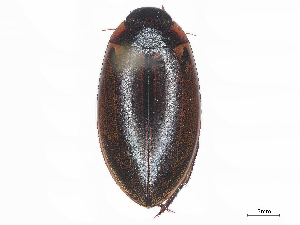 ( - CBG-A58674-A02)  @11 [ ] CreativeCommons - Attribution Share - Alike (2025) CBG Photography Group Centre for Biodiversity Genomics