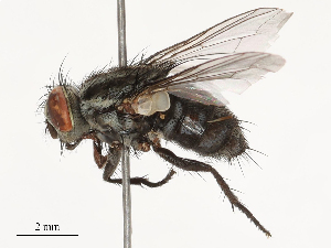  (Peckia volucris - CBG-B00079-C03)  @11 [ ] CreativeCommons - Attribution Share - Alike (2025) CBG Photography Group Centre for Biodiversity Genomics