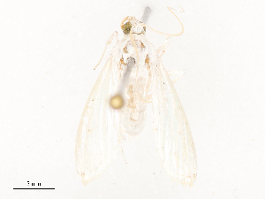  ( - CBG-B00079-D01)  @11 [ ] CreativeCommons - Attribution Share - Alike (2025) CBG Photography Group Centre for Biodiversity Genomics