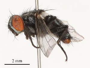 ( - CBG-B00079-G09)  @11 [ ] CreativeCommons - Attribution Share - Alike (2025) CBG Photography Group Centre for Biodiversity Genomics