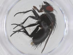  ( - CBG-B00738-D09)  @11 [ ] CreativeCommons - Attribution Share - Alike (2025) Centre for Biodiversity Genomics Centre for Biodiversity Genomics