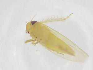  (Balclutha curvata - CBG-B00741-C06)  @11 [ ] CreativeCommons - Attribution Share - Alike (2025) Centre for Biodiversity Genomics Centre for Biodiversity Genomics