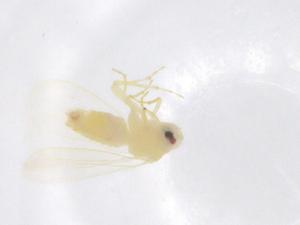  ( - CBG-B00808-H03)  @11 [ ] CreativeCommons - Attribution Share - Alike (2025) Centre for Biodiversity Genomics Centre for Biodiversity Genomics