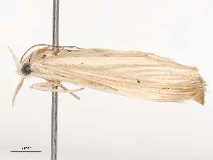  ( - CBG-B01515-C06)  @11 [ ] CreativeCommons - Attribution Share - Alike (2025) CBG Photography Group Centre for Biodiversity Genomics