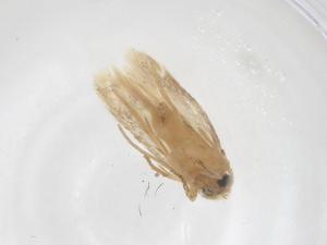  ( - CBG-B01600-A04)  @11 [ ] CreativeCommons - Attribution Share - Alike (2025) Centre for Biodiversity Genomics Centre for Biodiversity Genomics