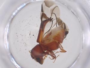  ( - CBG-B01602-E07)  @11 [ ] CreativeCommons - Attribution Share - Alike (2025) Centre for Biodiversity Genomics Centre for Biodiversity Genomics