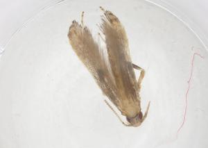  ( - CBG-B01696-A01)  @11 [ ] CreativeCommons - Attribution Share - Alike (2025) Centre for Biodiversity Genomics Centre for Biodiversity Genomics