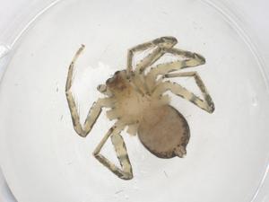  (Selenops simius - CBG-B02256-A01)  @11 [ ] CreativeCommons - Attribution Share - Alike (2025) Centre for Biodiversity Genomics Centre for Biodiversity Genomics