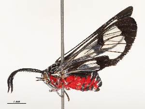  (Eunomia caymanensis - CBG-B18739-B06)  @11 [ ] CreativeCommons - Attribution Share - Alike (2025) CBG Photography Group Centre for Biodiversity Genomics