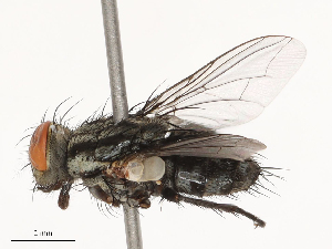  ( - CBG-B21243-D11)  @11 [ ] CreativeCommons - Attribution Share - Alike (2025) CBG Photography Group Centre for Biodiversity Genomics