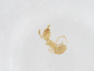  ( - CBG-B21426-B06)  @11 [ ] CreativeCommons - Attribution Share - Alike (2025) Centre for Biodiversity Genomics Centre for Biodiversity Genomics