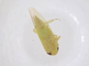  ( - CBG-B21481-B02)  @11 [ ] CreativeCommons - Attribution Share - Alike (2025) Centre for Biodiversity Genomics Centre for Biodiversity Genomics