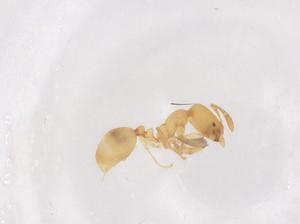  ( - CBG-B21483-B09)  @11 [ ] CreativeCommons - Attribution Share - Alike (2025) Centre for Biodiversity Genomics Centre for Biodiversity Genomics