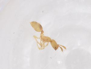  ( - CBG-B21483-C05)  @11 [ ] CreativeCommons - Attribution Share - Alike (2025) Centre for Biodiversity Genomics Centre for Biodiversity Genomics