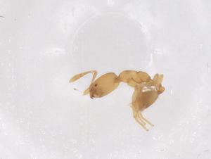  ( - CBG-B21483-D10)  @11 [ ] CreativeCommons - Attribution Share - Alike (2025) Centre for Biodiversity Genomics Centre for Biodiversity Genomics