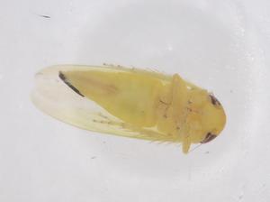  ( - CBG-B21484-B10)  @11 [ ] CreativeCommons - Attribution Share - Alike (2025) Centre for Biodiversity Genomics Centre for Biodiversity Genomics