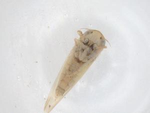  (Balclutha caldwelli - CBG-B21488-G04)  @11 [ ] CreativeCommons - Attribution Share - Alike (2025) Centre for Biodiversity Genomics Centre for Biodiversity Genomics