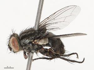  ( - CBG-B23323-C02)  @11 [ ] CreativeCommons - Attribution Share - Alike (2025) CBG Photography Group Centre for Biodiversity Genomics