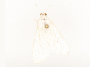  ( - CBG-B23323-F10)  @11 [ ] CreativeCommons - Attribution Share - Alike (2025) CBG Photography Group Centre for Biodiversity Genomics